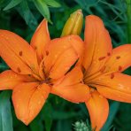 Ľalia ázijská (Lilium asiatic) ´ORANŽOVÁ -1 cibuľka v kvetináči